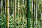 A Bamboo Grove
