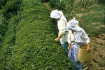 Hinokage women picking tea using hip baskets